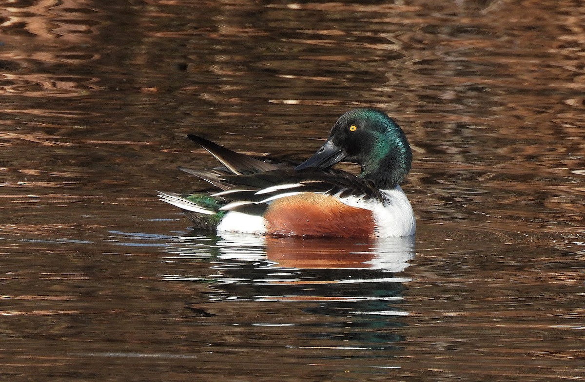 Northern Shoveler - ML646753223