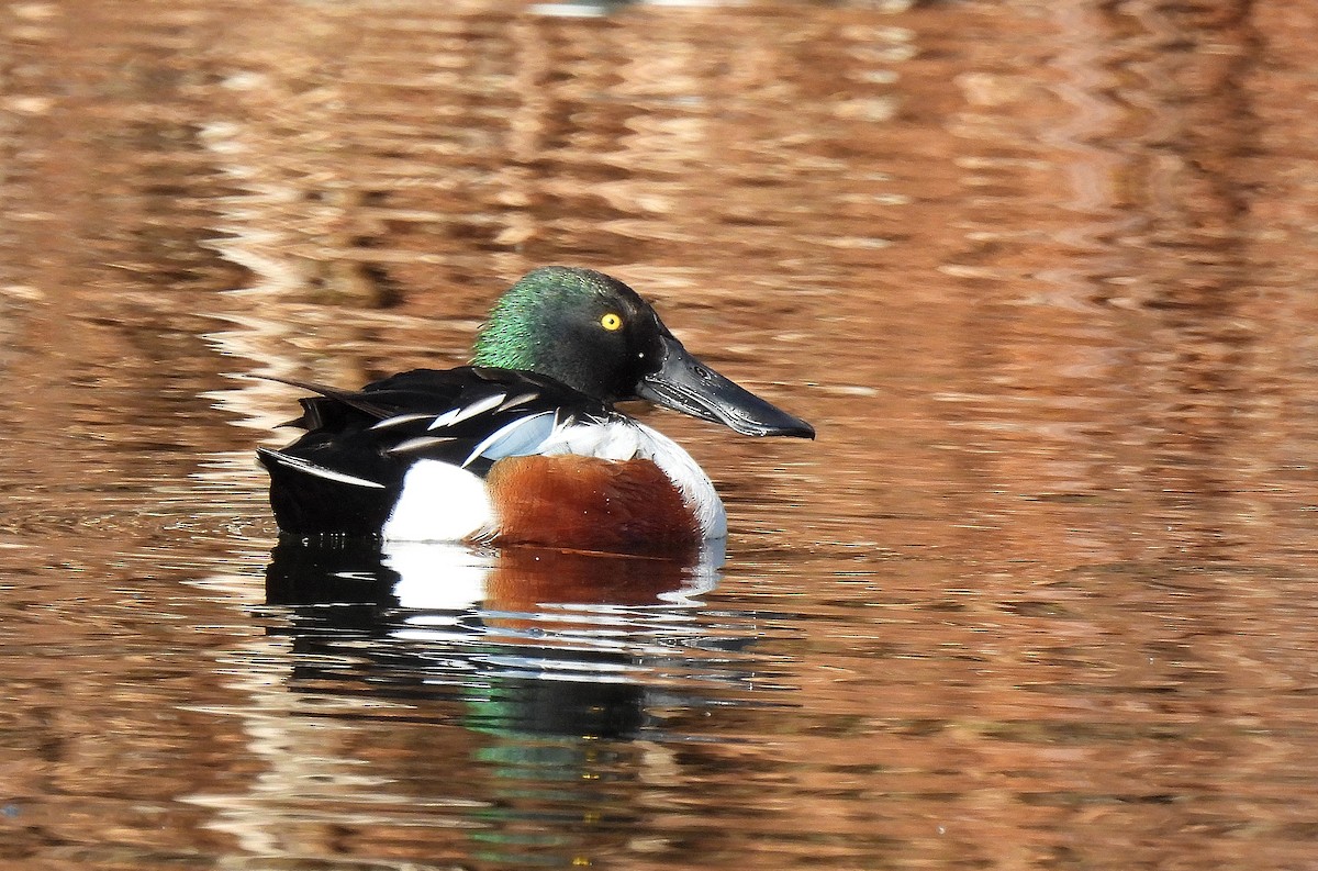 Northern Shoveler - ML646753225