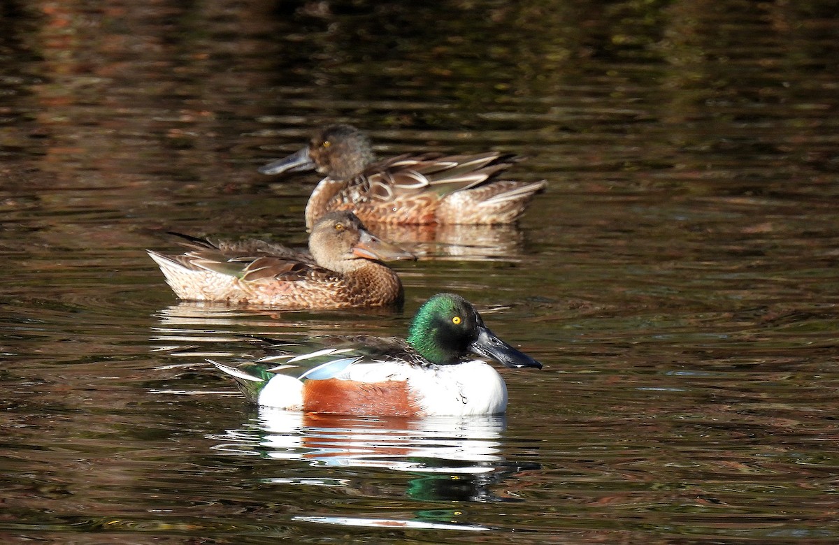 Northern Shoveler - ML646753226