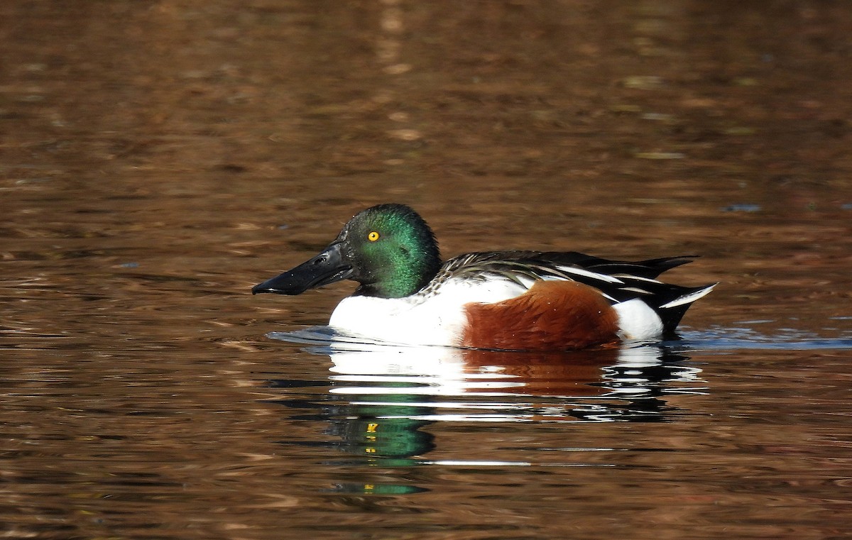 Northern Shoveler - ML646753227