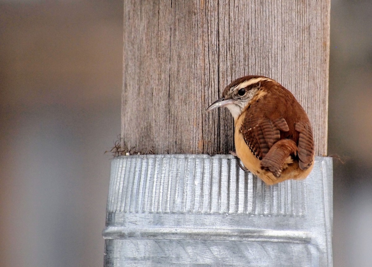 Carolina Wren - ML646753229