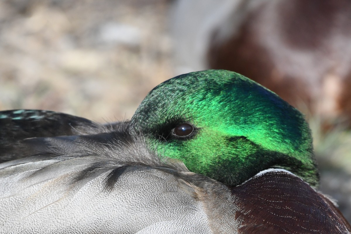 Basahatea - ML646753230