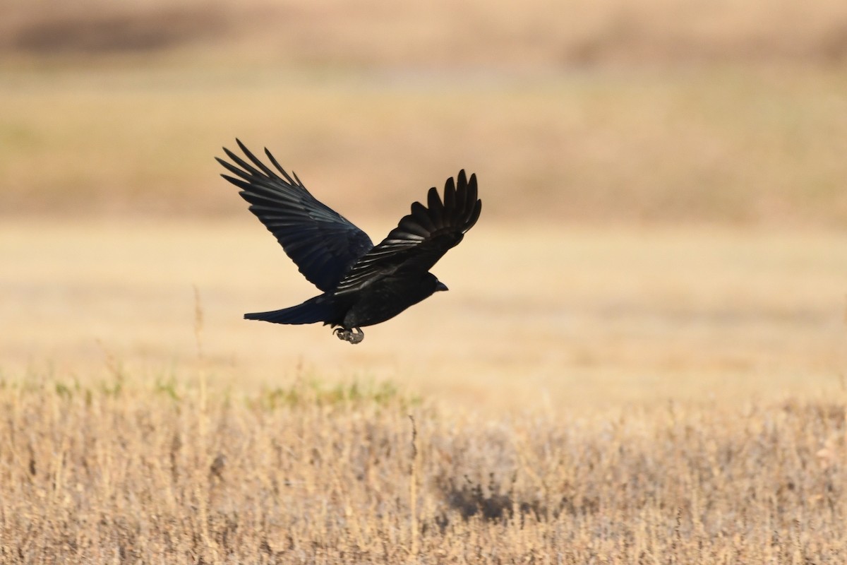 American Crow - ML646753231
