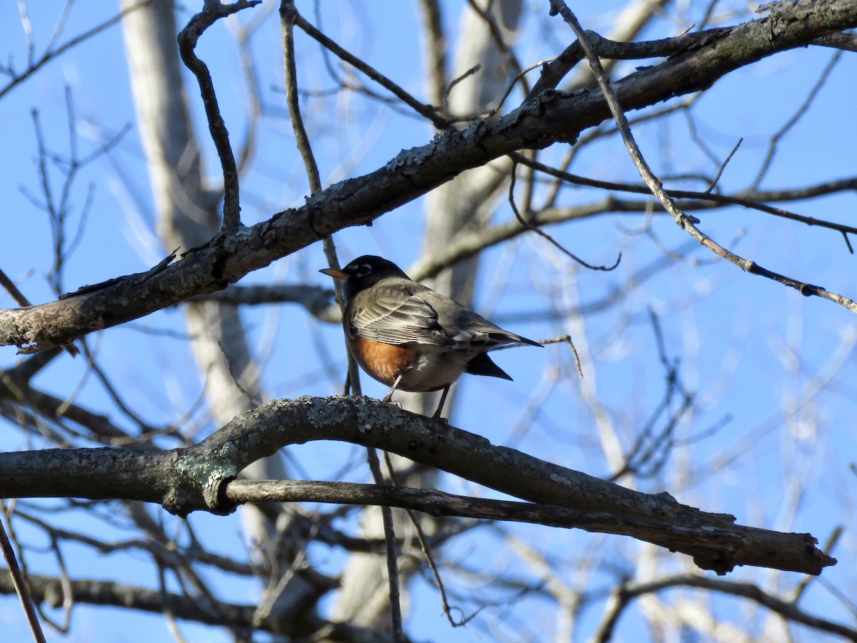 Wanderdrossel - ML646753232