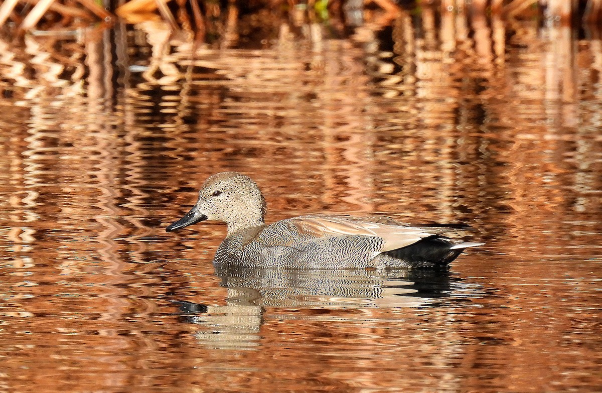 Boz Ördek - ML646753233