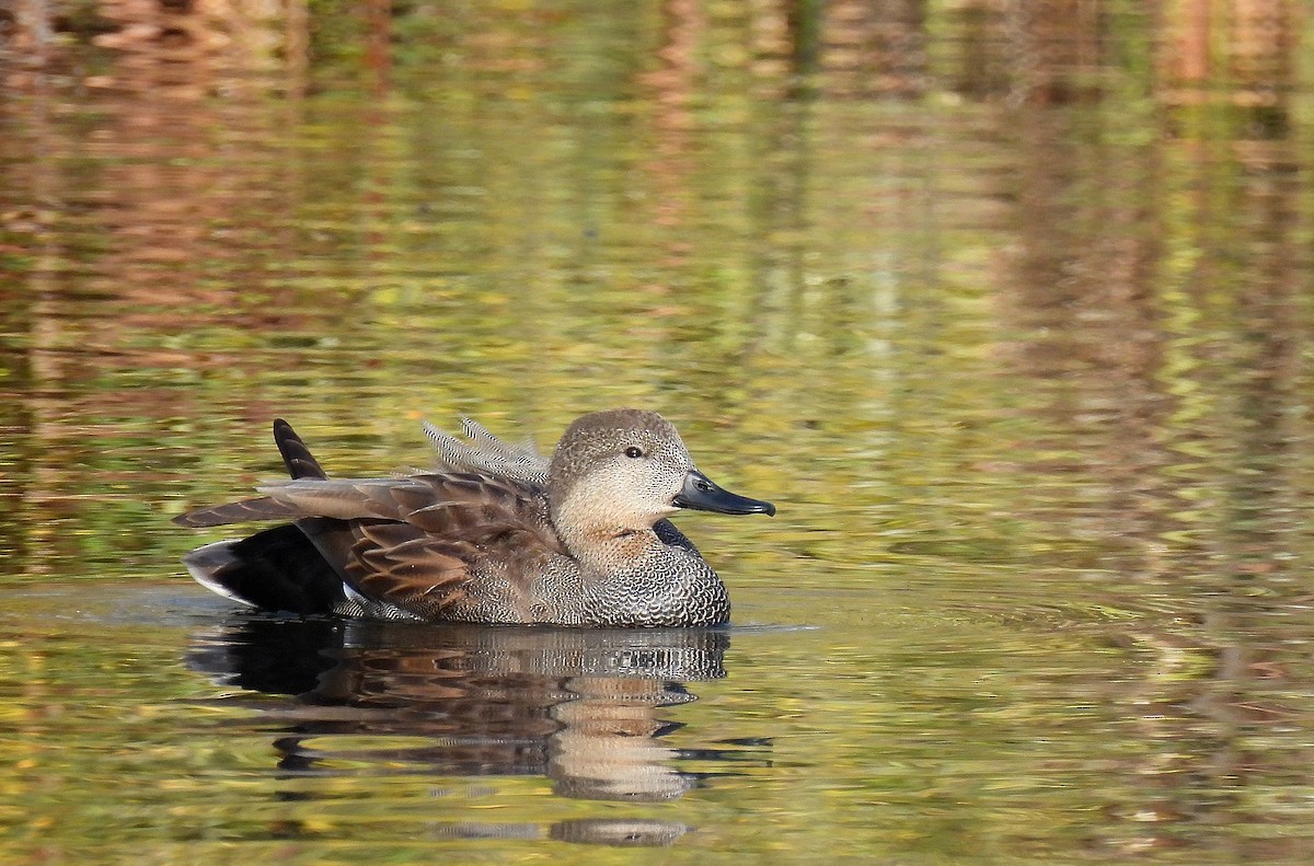 Boz Ördek - ML646753234