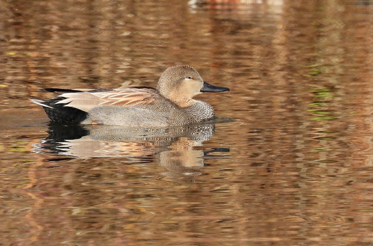 Boz Ördek - ML646753235