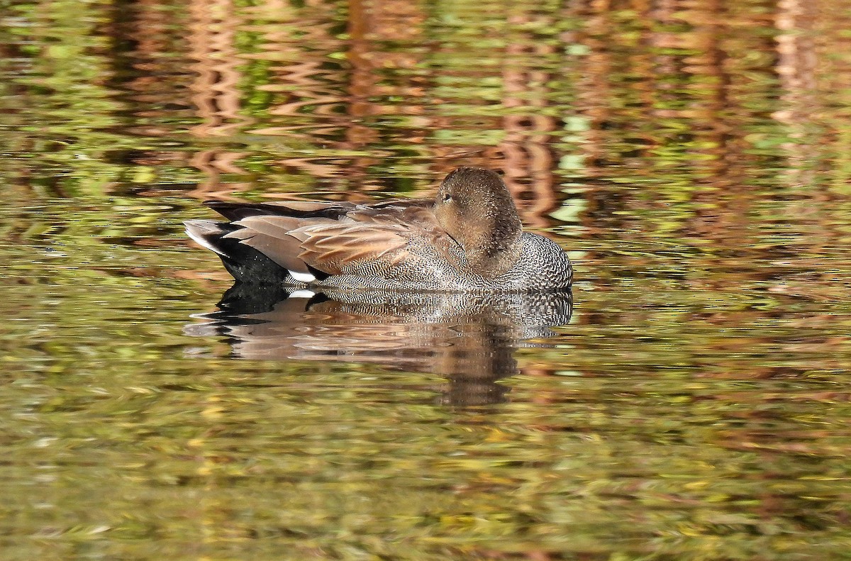 Boz Ördek - ML646753236