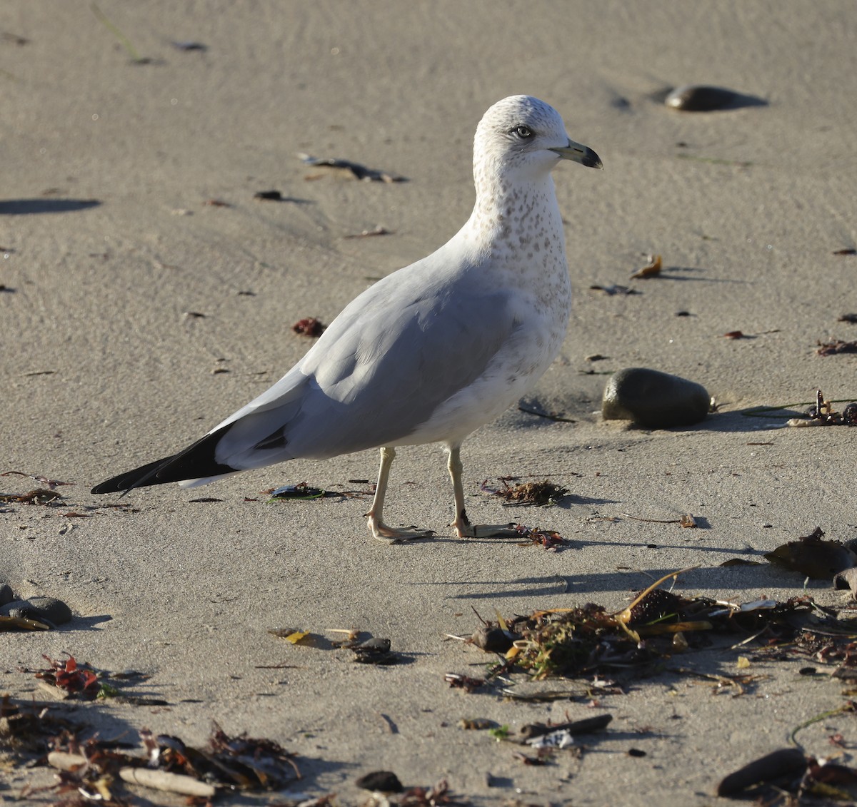 Ring-billed Gull - ML646753237