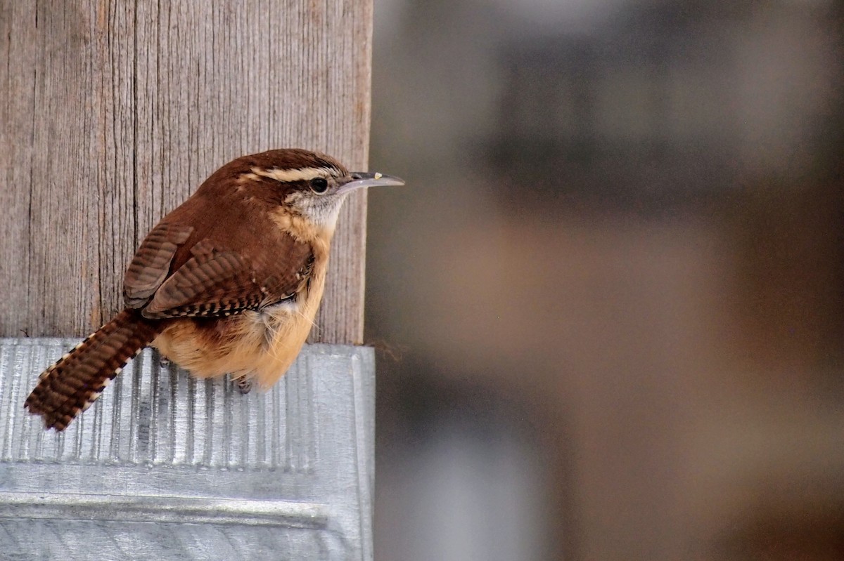 Carolina Wren - ML646753238