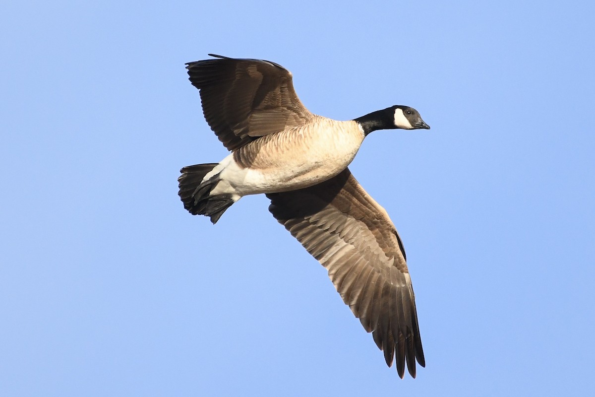 Branta kanadar txikia - ML646753239