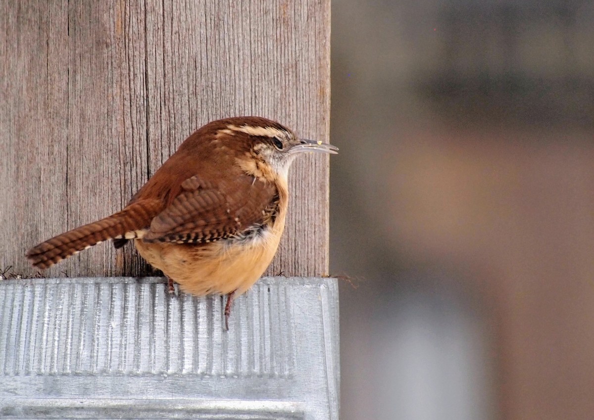 Carolina Wren - ML646753240