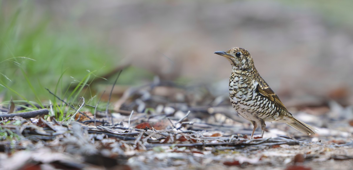 Bassian Thrush - ML646753241