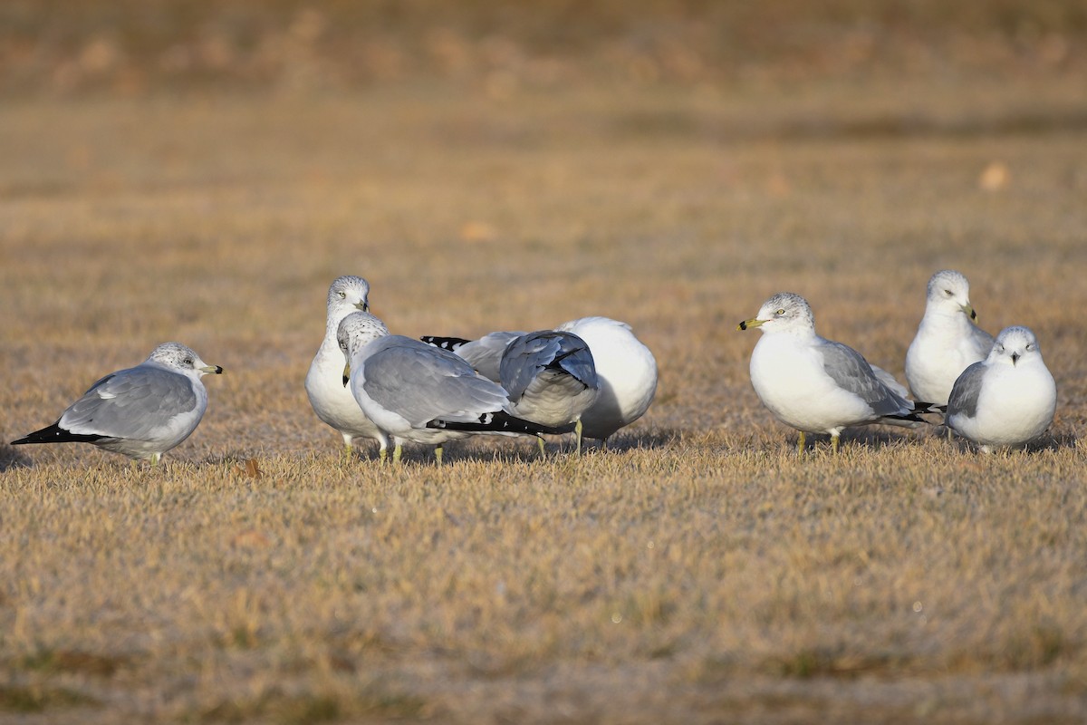 Delawareko kaioa - ML646753242