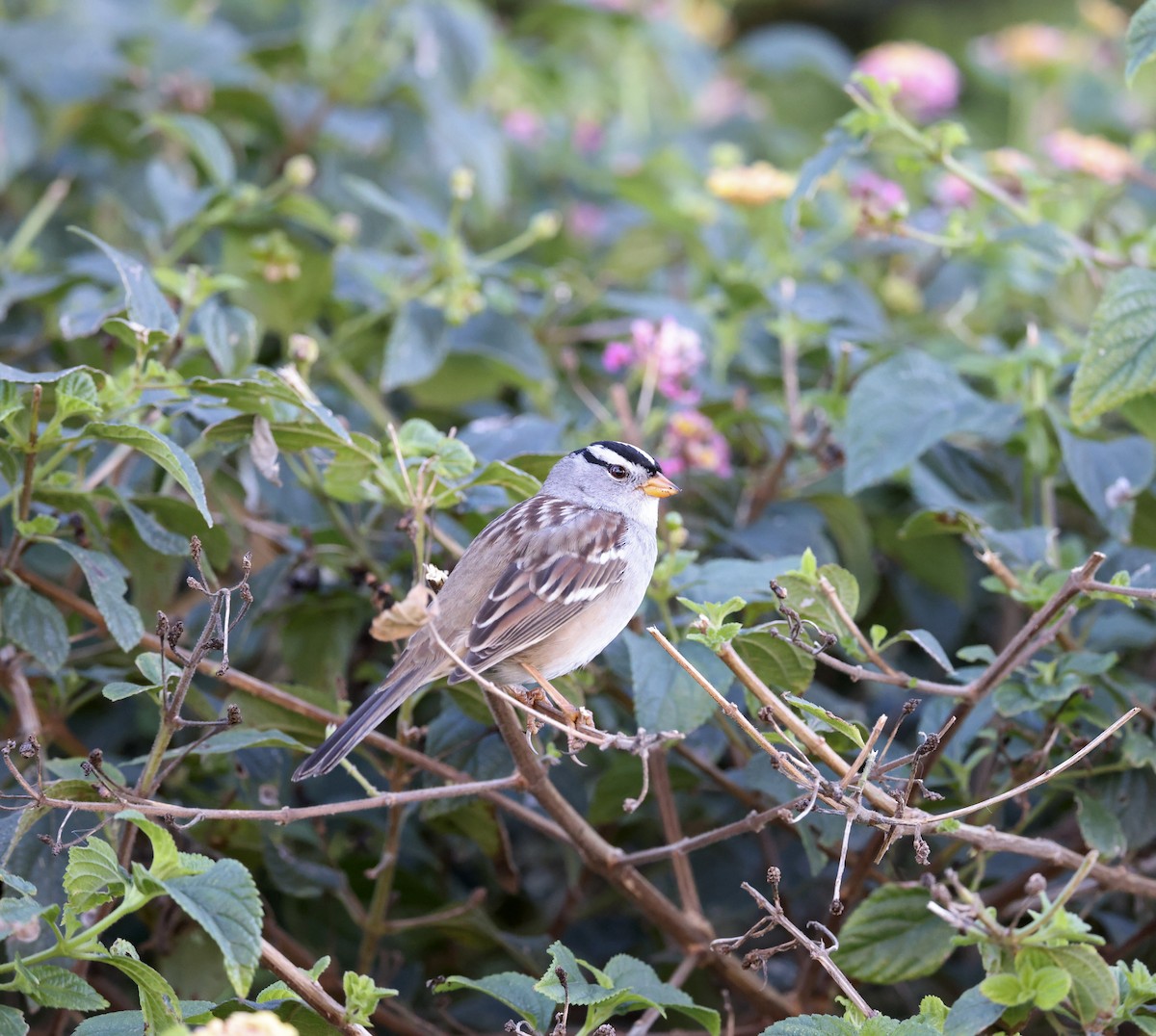 White-crowned Sparrow (Gambel's) - ML646753243