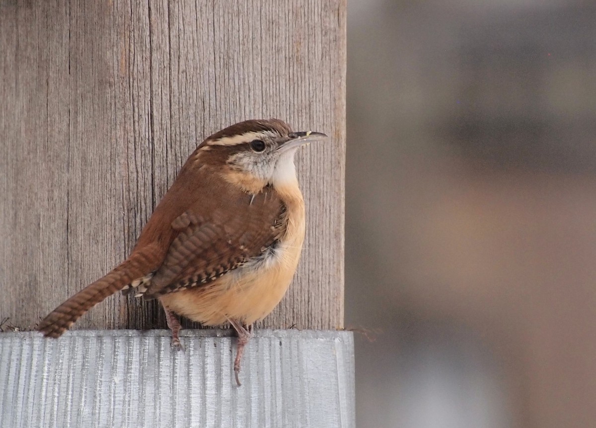 Carolina Wren - ML646753244