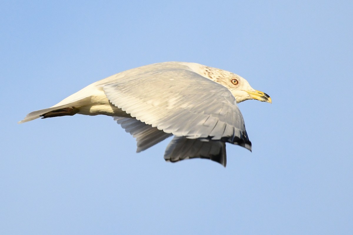 Delawareko kaioa - ML646753246