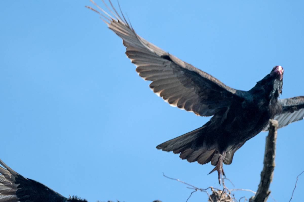 Aura Gallipavo - ML646753247