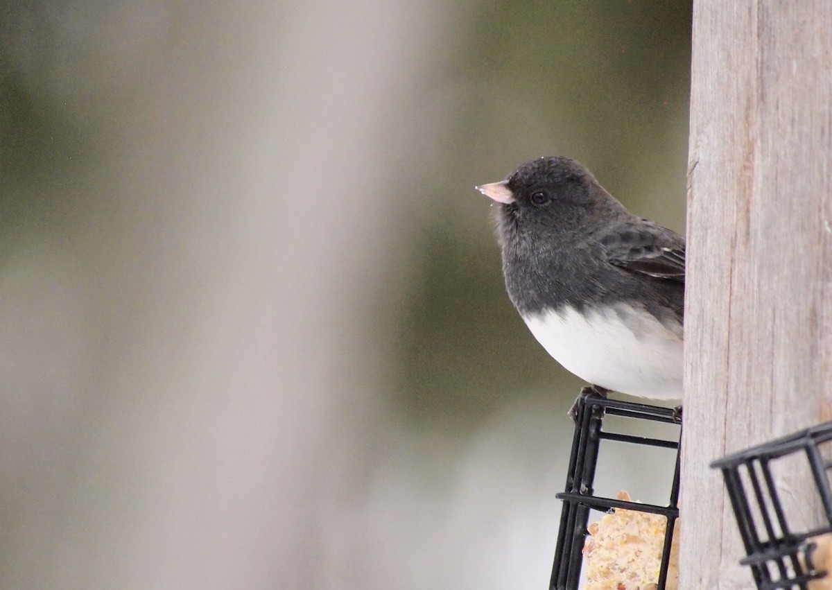 Dark-eyed Junco - ML646753255