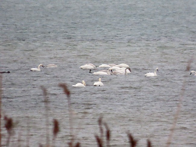 Cygne siffleur - ML646753257