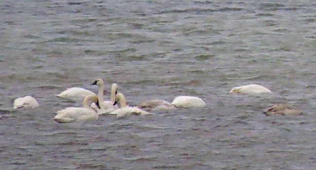 Cygne siffleur - ML646753258