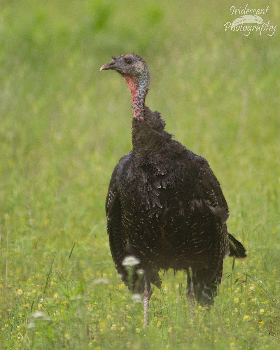 Wild Turkey - ML646753259