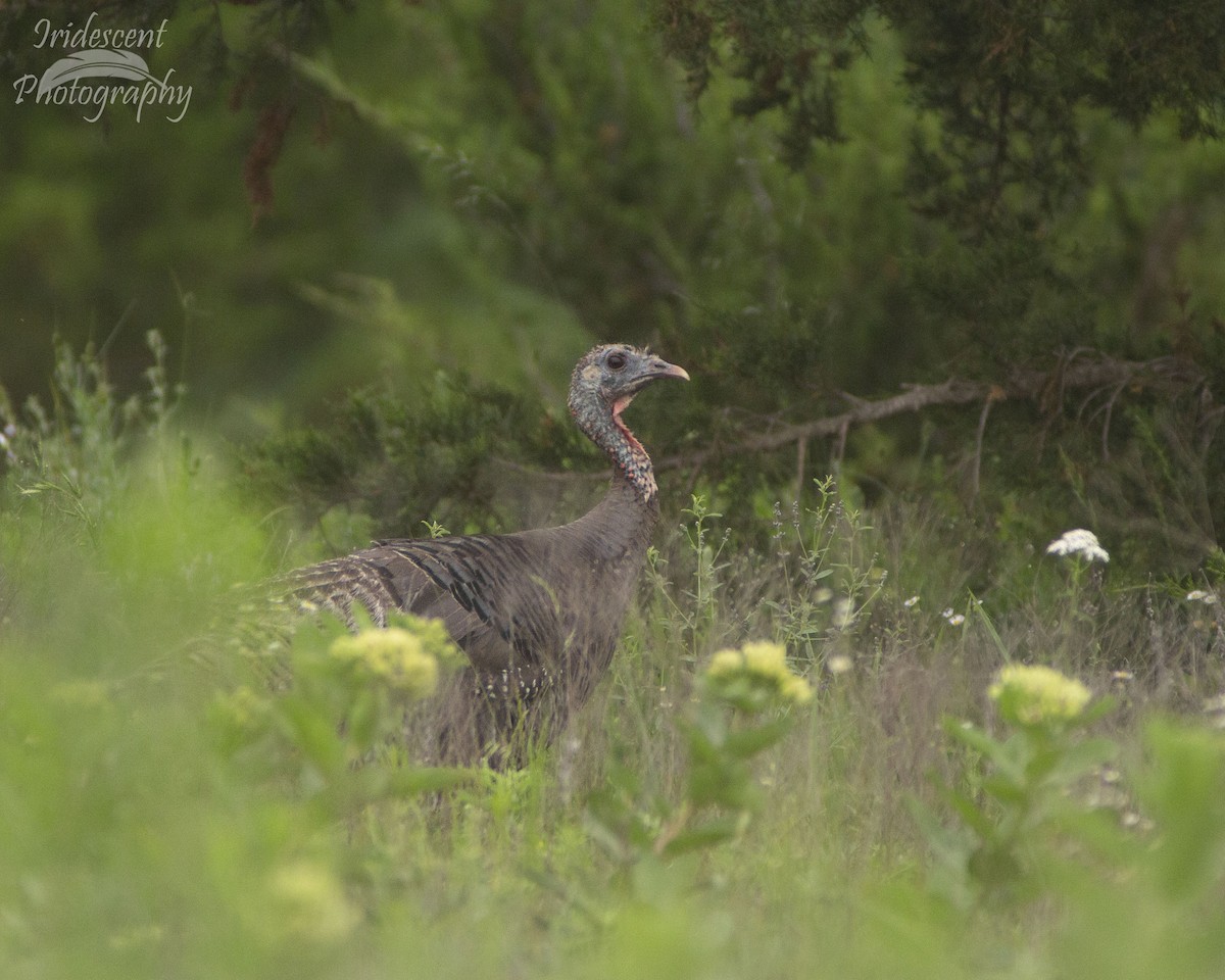 Wild Turkey - ML646753260