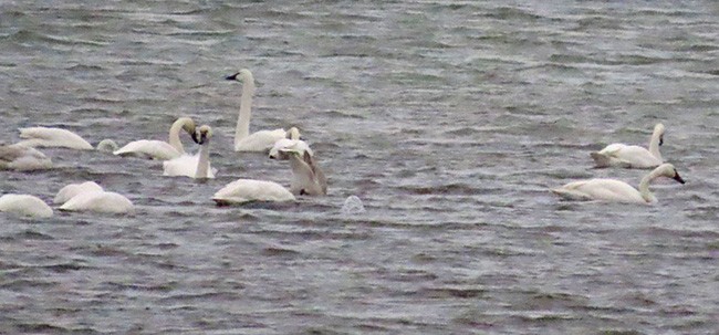 Cygne siffleur - ML646753267