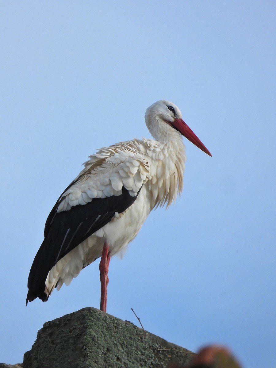 Weißstorch - ML646753268