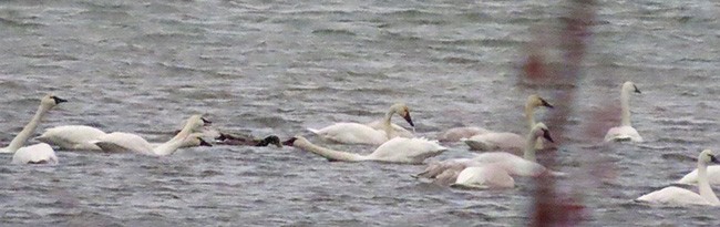 Cygne siffleur - ML646753270