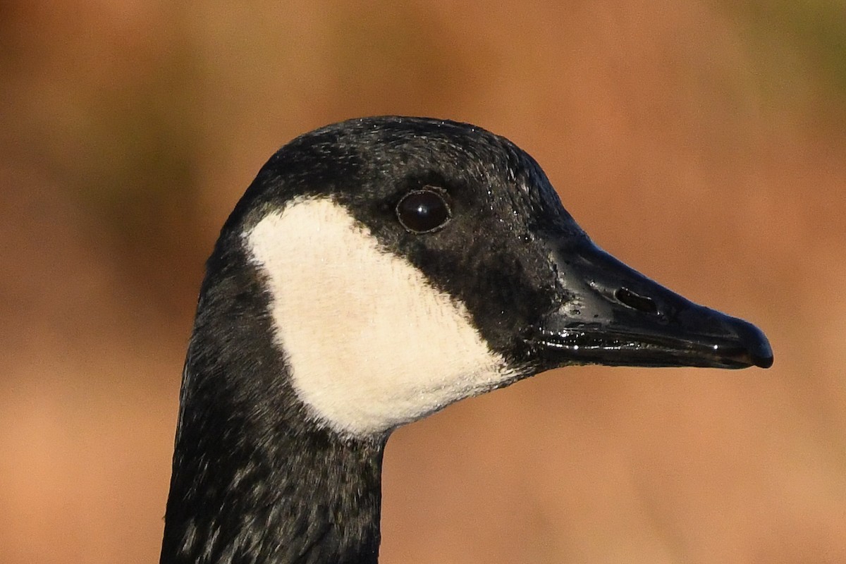 Branta kanadar handia - ML646753271