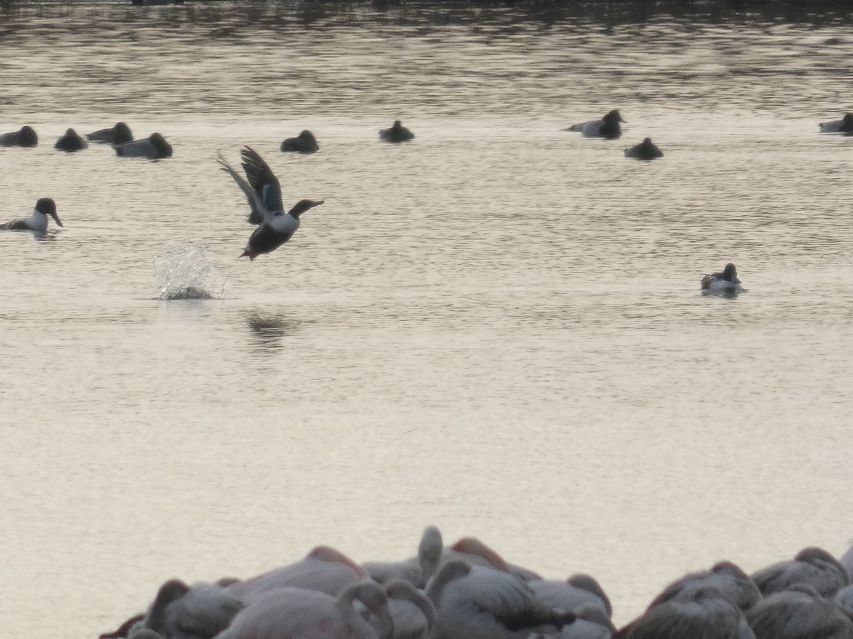 Ahate mokozabal zuria - ML646753272