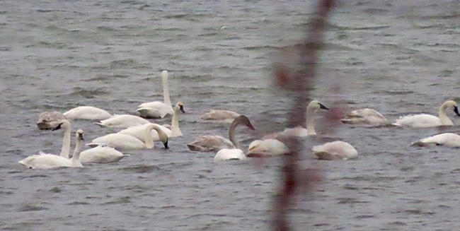 Cygne siffleur - ML646753273