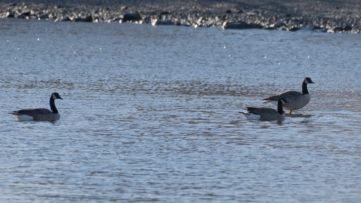 berneška velká - ML646753274