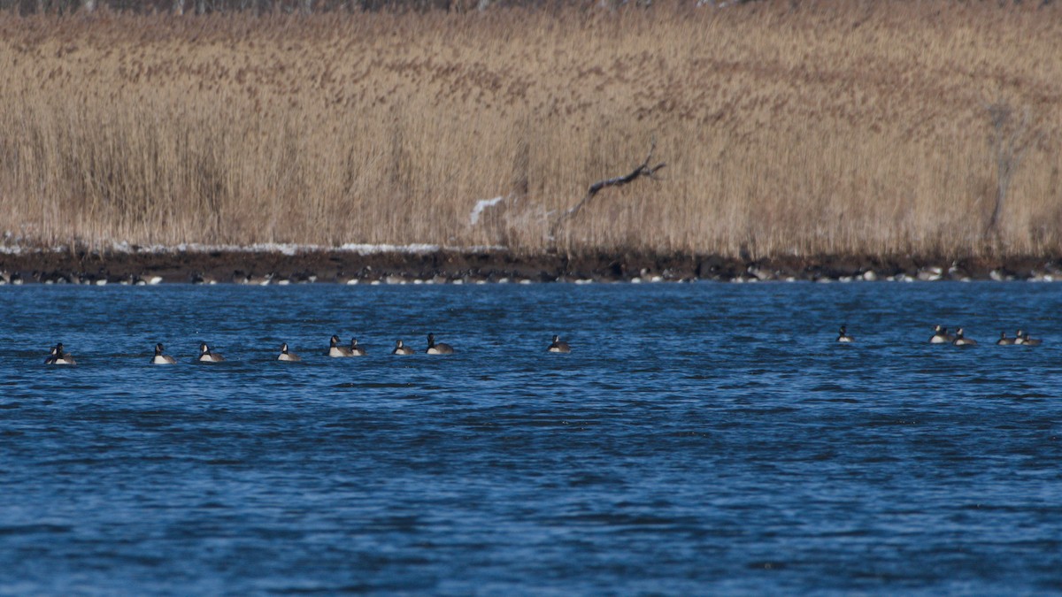 berneška velká - ML646753275