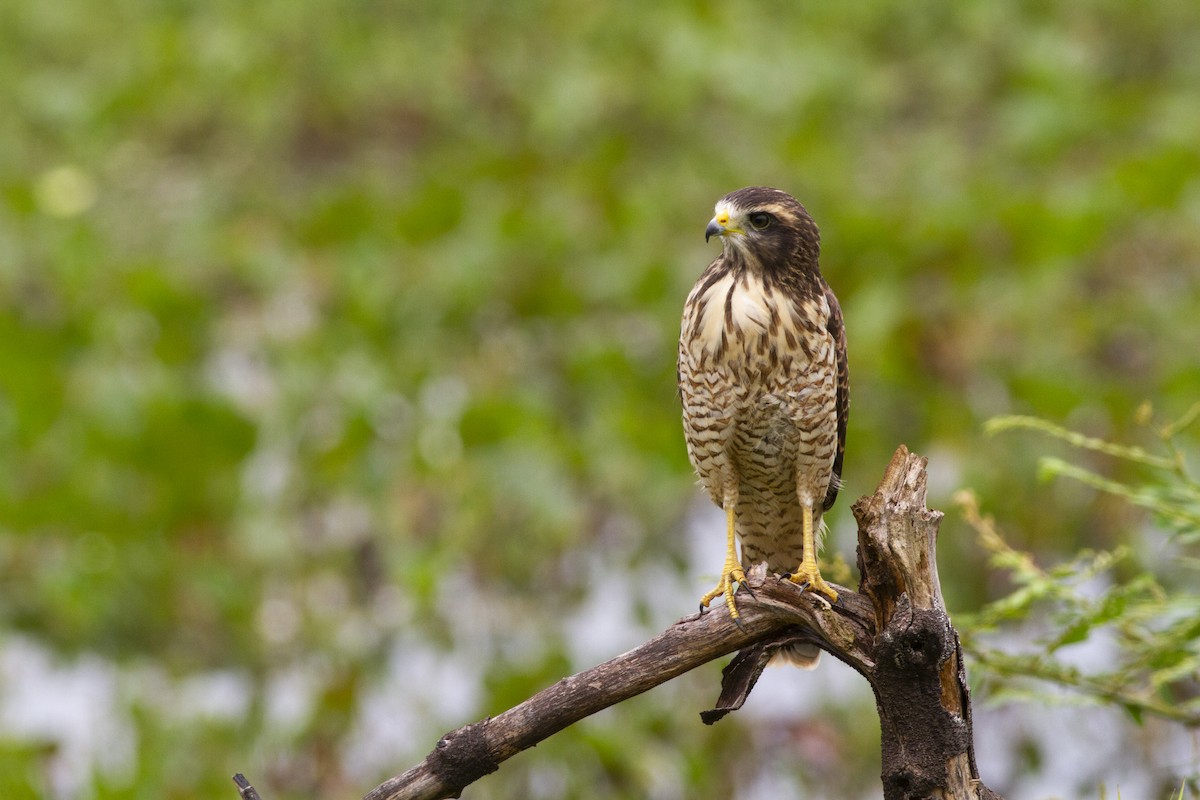 Roadside Hawk - ML646753276