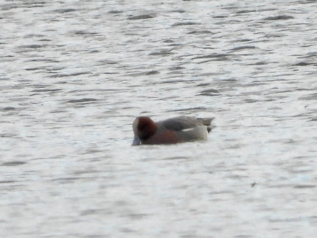 Eurasian Wigeon - ML646753278