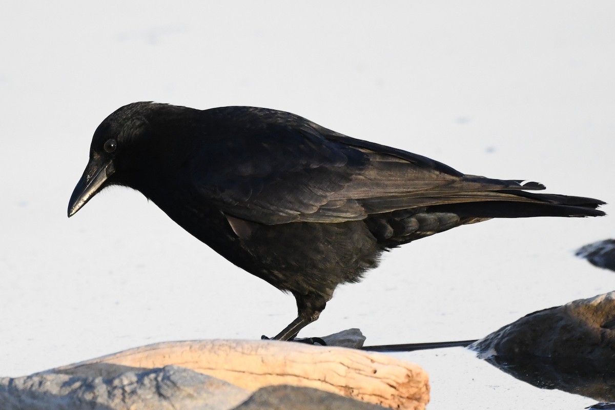 American Crow - ML646753279