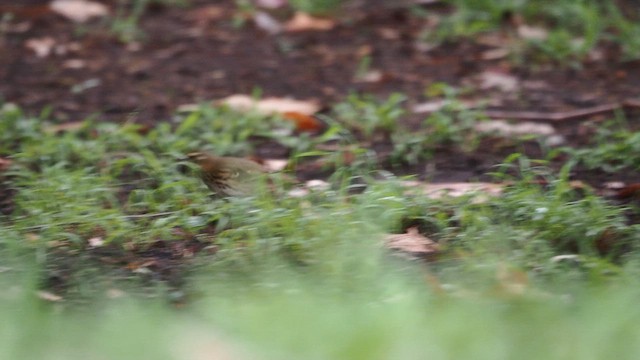 Olive-backed Pipit - ML646753280