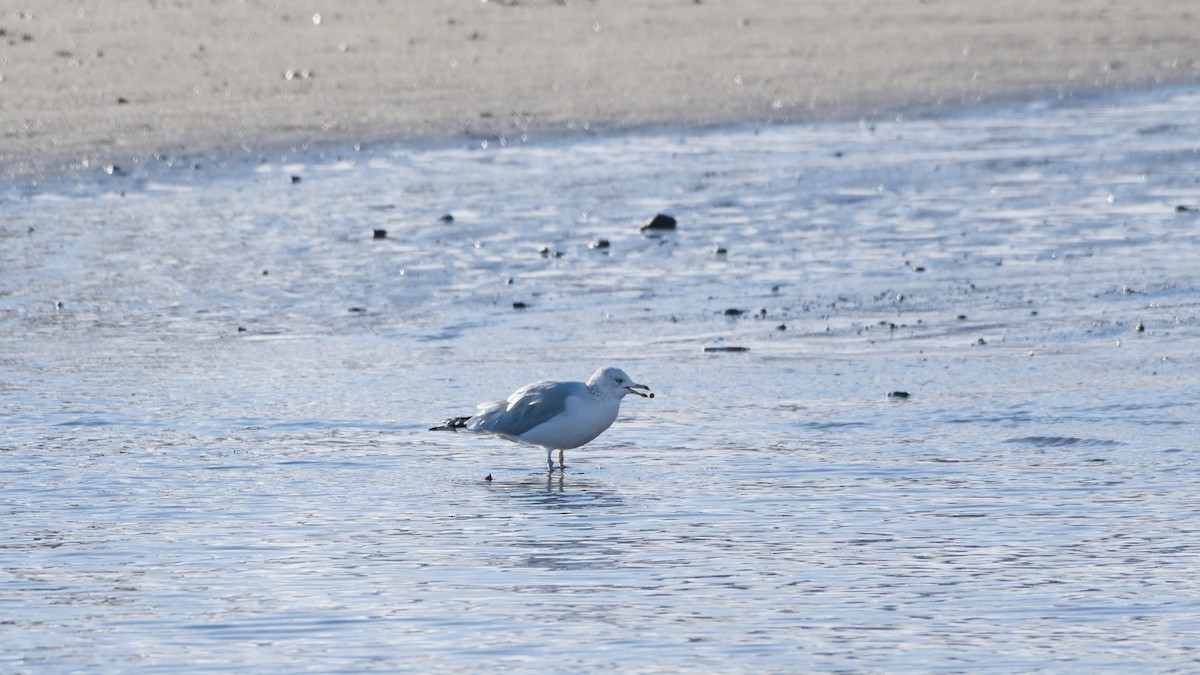 racek kroužkozobý - ML646753281