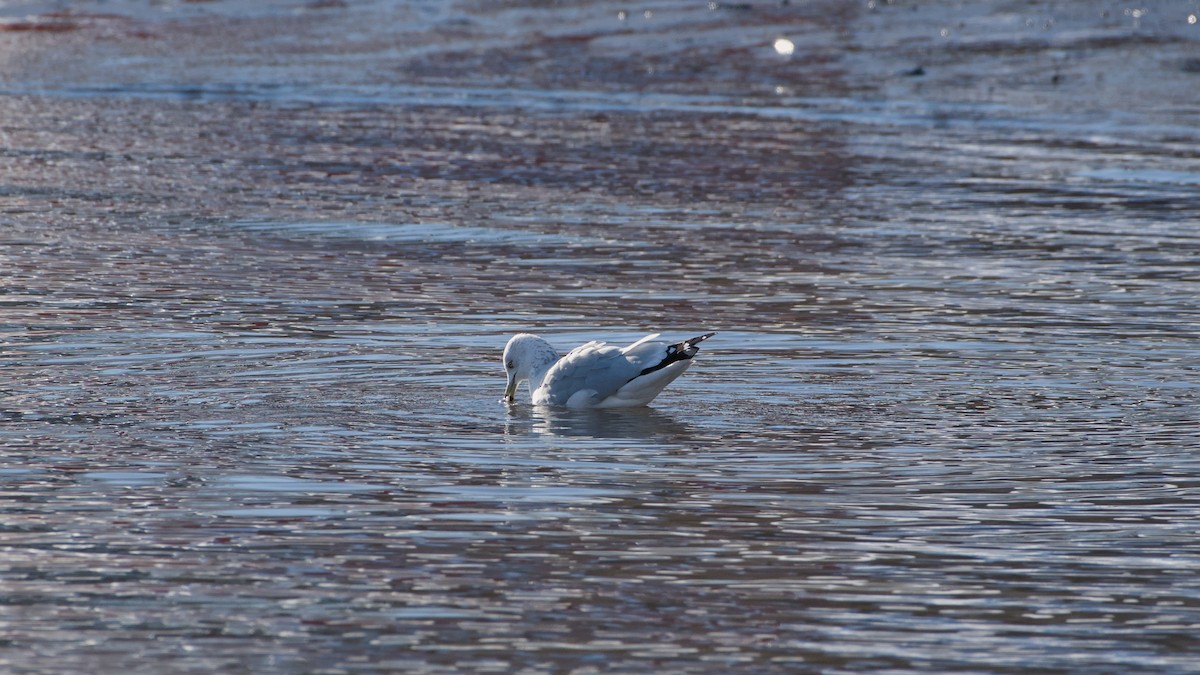 racek kroužkozobý - ML646753282