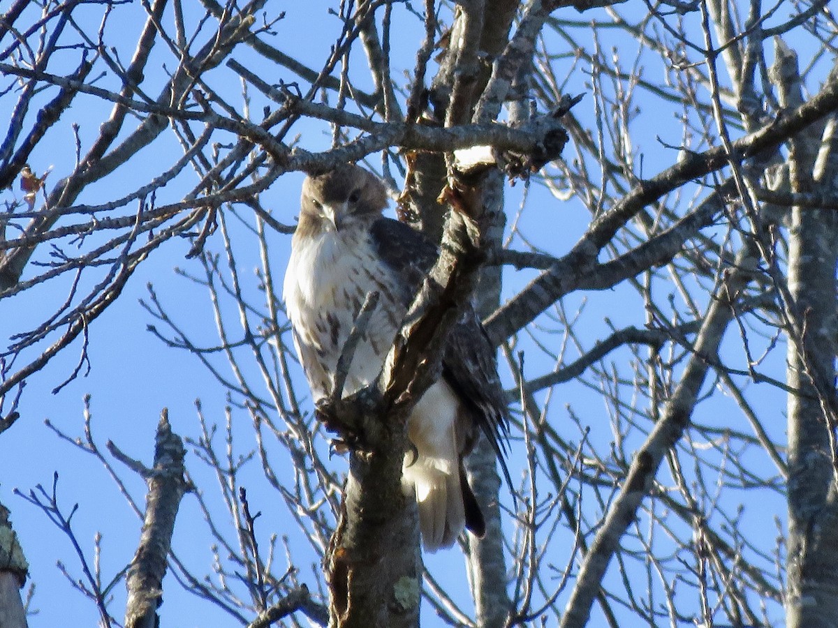 Rotschwanzbussard - ML646753289