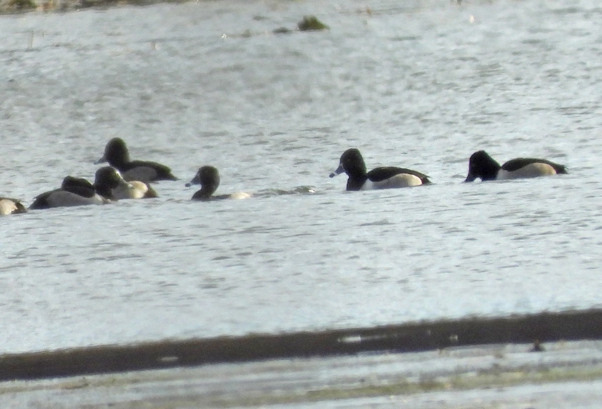 Ring-necked Duck - ML646753292