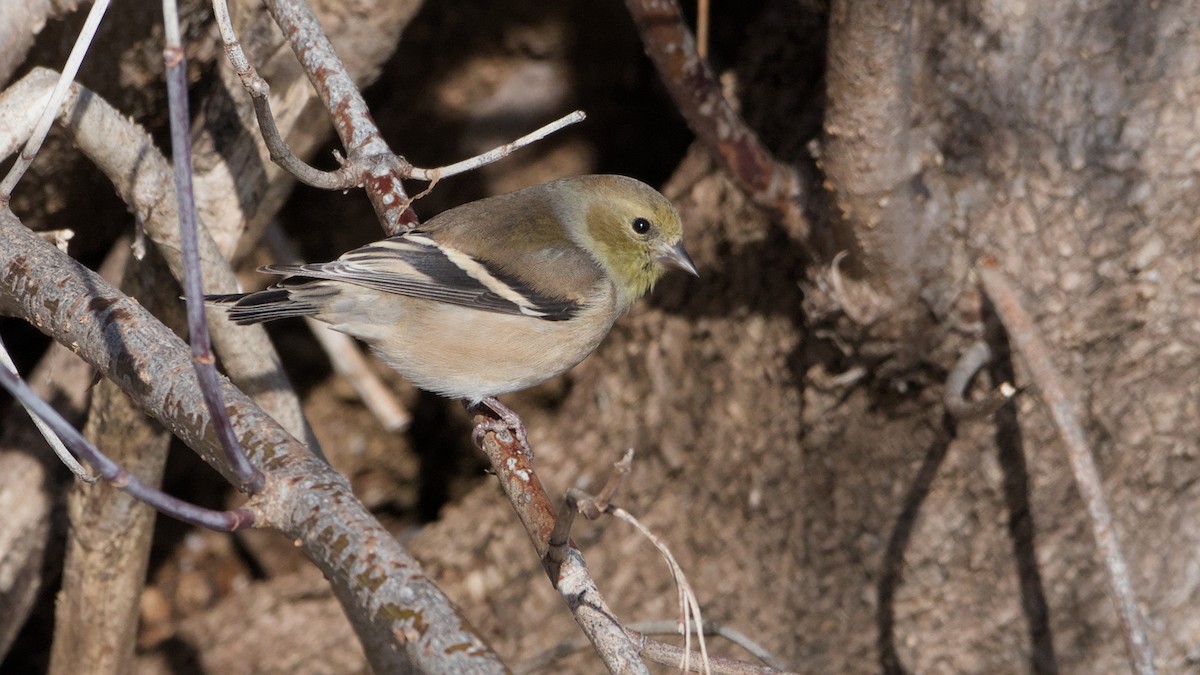 čížek žlutý - ML646753301