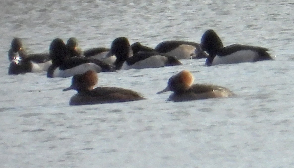 Hooded Merganser - ML646753311