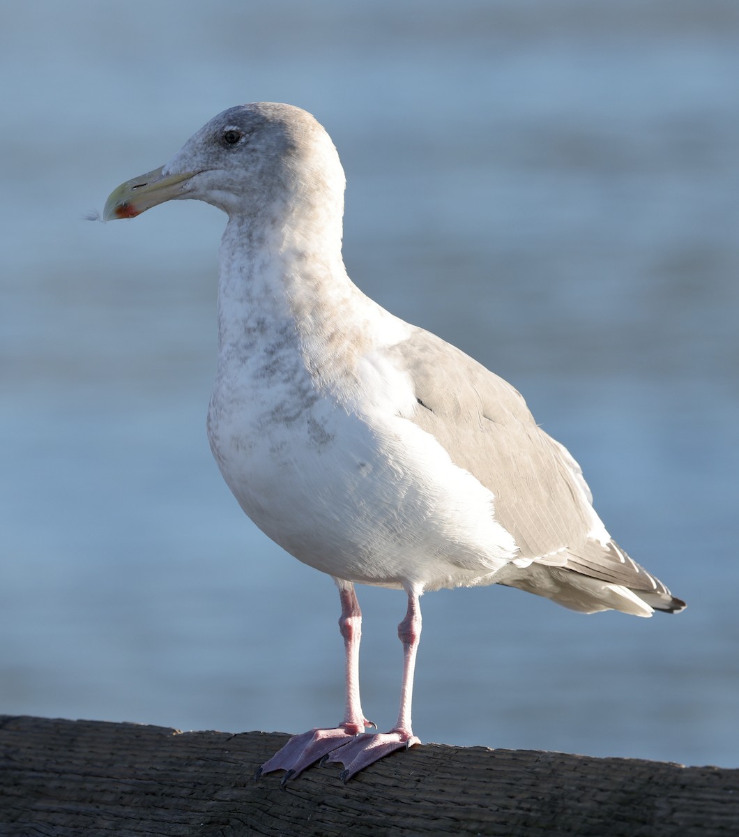 Glaucous-winged Gull - ML646753316