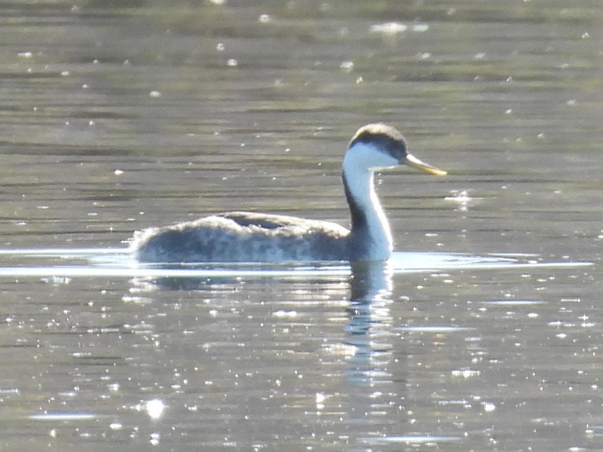 Western Grebe - ML646753322
