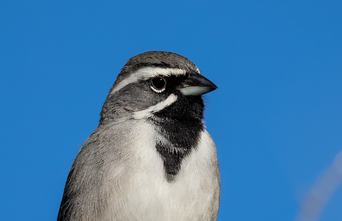 Black-throated Sparrow - ML646753323