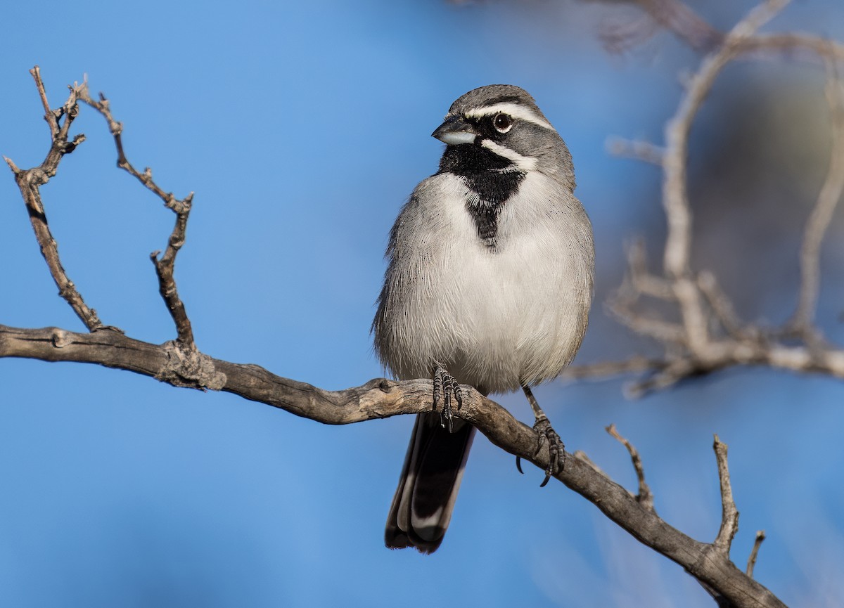 Black-throated Sparrow - ML646753324