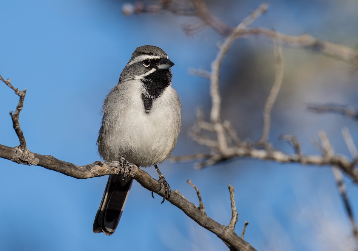 Black-throated Sparrow - ML646753325